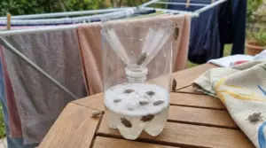 Trappola fai-da-te per cimici con due bottiglie di plastica e liquido, vicino a panni stesi ad asciugare
