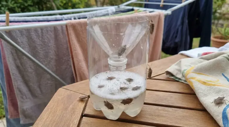 Trappola fai-da-te per cimici con due bottiglie di plastica e liquido, vicino a panni stesi ad asciugare